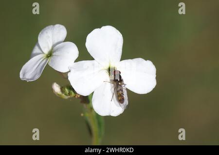 Gros plan de l'aéroglisseur mâle Meliscaeva auricollis, famille des aéroglisseurs (Syrphidae) sur fleur de roquette de dame (Hesperis matronalis), famille des Brassicacées. Banque D'Images