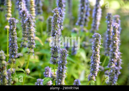 Inflorescences de sauge ornementale avec de petites fleurs simples violettes sur de longues racèmes sur les feuilles vertes, plante décorative en th Banque D'Images