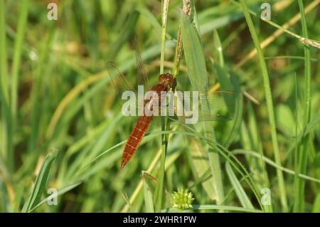 Gros plan sur une libellule Scarlet-Darter, Crocothemis erythraea, assise dans l'herbe Banque D'Images