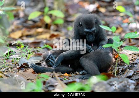 Toilettage des macaques noires à crête (Macaca nigra) dans la réserve naturelle de Tangkoko, Sulawesi du Nord, Indonésie. Banque D'Images