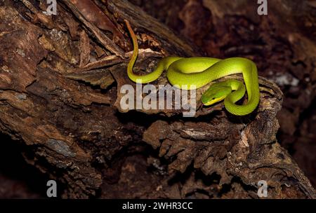 Vipère indonésien (Trimeresurus insularis) de l'île Komodo, Indonésie. Banque D'Images