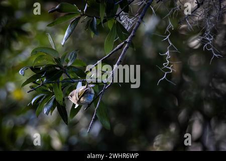 Un roi couronné de rubis perché sur une branche sur le point de prendre son envol. Kiawah Island, Caroline du Sud Banque D'Images