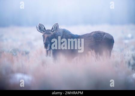 Un orignal-taureau debout dans des plates en arbustes tandis que le brouillard engloutit le paysage. Parc national de Grand Teton, Wyoming Banque D'Images