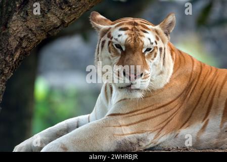 Rare tigre doré dans leur environnement Banque D'Images