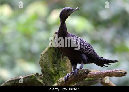 Darter oriental sur une bûche d'arbre Banque D'Images