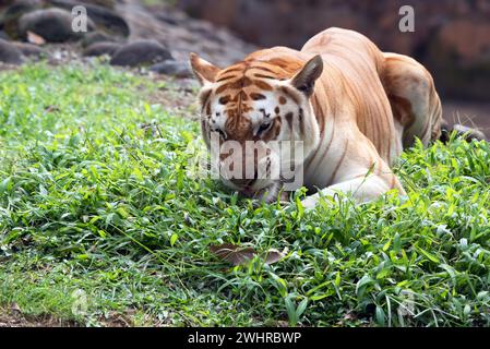 Rare tigre doré dans leur environnement Banque D'Images