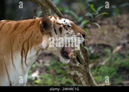 Rare tigre doré dans leur environnement Banque D'Images