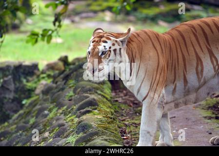 Rare tigre doré dans leur environnement Banque D'Images