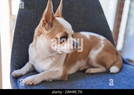 Gros plan d'un chihuahua contemplatif allongé sur une chaise bleue à l'intérieur, montrant ses oreilles vives et ses yeux bruns. Banque D'Images