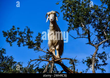 Arganiers et les chèvres sur le chemin entre Marrakech et Essaouira au Maroc Banque D'Images
