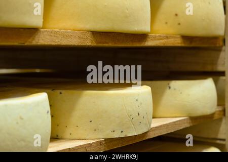 Les têtes de fromage rondes dans la fromagerie reposent sur les étagères des étagères dans le stockage pour la maturation. Production de ch. naturel Banque D'Images