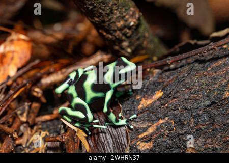 Grenouille verte et noire (Dendrobates auratus), Arenal, Costa Rica Banque D'Images