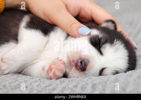 Chiot dormant confortablement sur une couverture douce Banque D'Images