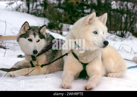 Deux Huskies sibériens en harnais, couchés dans la neige, en essai hivernal, portrait. Banque D'Images