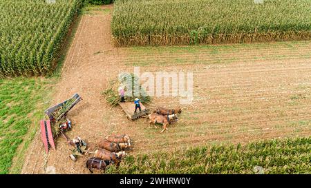 Vue aérienne de six chevaux tirant une machine de récolte de maïs amish, avec l'aide de la famille Banque D'Images