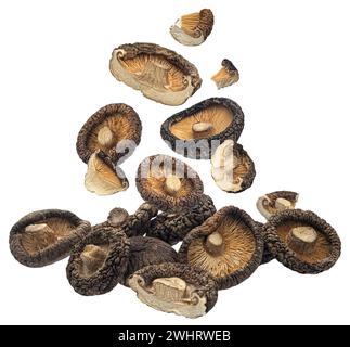 Champignons shiitake séchés isolés sur fond blanc Banque D'Images