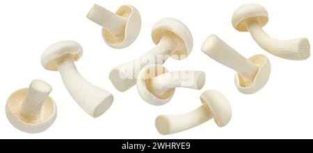 Champignon Shimeji, champignons de hêtre blanc isolés sur fond blanc, pleine profondeur de champ Banque D'Images