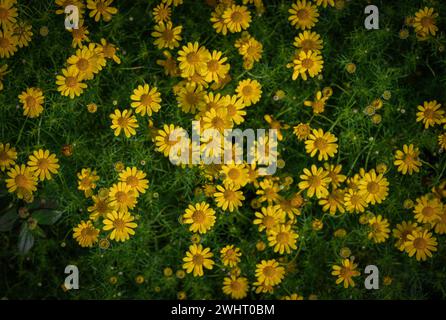 Champ de Marguerite Dahlberg dans le jardin, mignon de fleur jaune Marguerite sur fond de vue de dessus, jardin de fleurs Banque D'Images