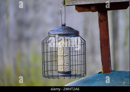 Granulés de sucrerie dans un mangeoire à oiseaux résistant aux écureuils suspendu à une table à oiseaux dans un jardin britannique. Banque D'Images