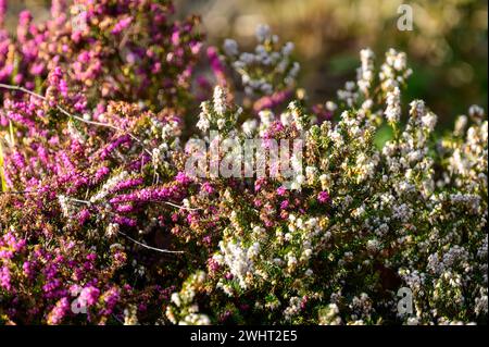 Masse de fleurs de bruyère dans un jardin du Royaume-Uni sous le soleil d'hiver. Banque D'Images