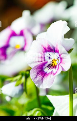Blanc avec des fleurs violettes de pensée dans le jardin, gros plan. Banque D'Images