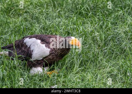 Gros plan d'un aigle de mer de Steller (Haliaeetus pelagicus). Portrait d'Un aigle de mer de Stellar Banque D'Images
