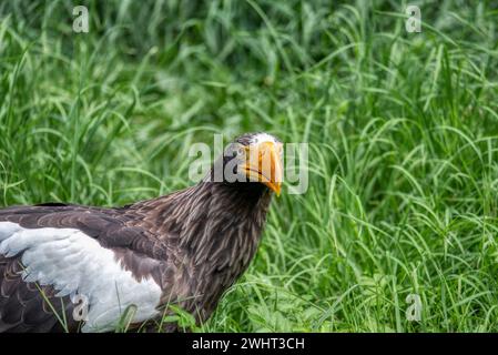 Gros plan d'un aigle de mer de Steller (Haliaeetus pelagicus). Portrait d'Un aigle de mer de Stellar Banque D'Images