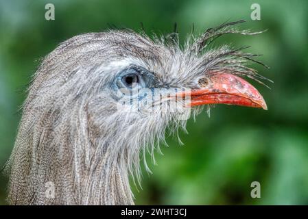 Seriema à pattes rouges, Cariama cristata. Oiseau typique de la nature du Brésil. Oiseau dans la prairie d'herbe, longue jambe rouge. Voyager en Amérique du Sud. Banque D'Images