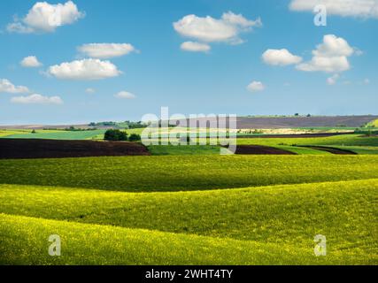 Vue printanière en soirée avec champs de fleurs de couleur jaune de colza en plein soleil avec ombres nuages. Saison naturelle, beau temps, climat Banque D'Images