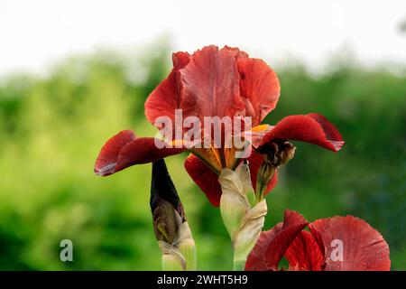 Fleur d'iris rouge et jaune affichée sur un fond vert éclatant Banque D'Images