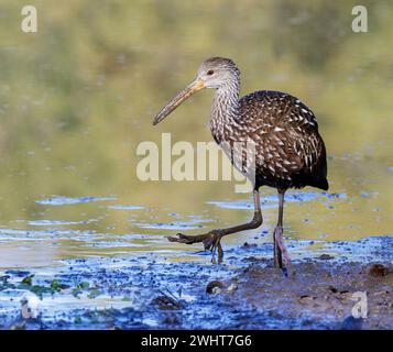 Limpkin (Aramus guarauna) pataugant dans la boue le long du bord du lac, comté de Fort Bend, Texas, États-Unis. Banque D'Images