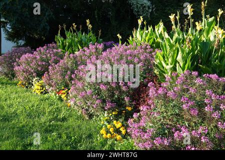 Cleome spinosa Senorita Rosalita, araignée Banque D'Images