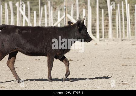 Aigues-mortes, France. 26 septembre 2020. Taureaux et chevaux à la Manade le Mas de la Comtesse à Aigues-mortes Banque D'Images