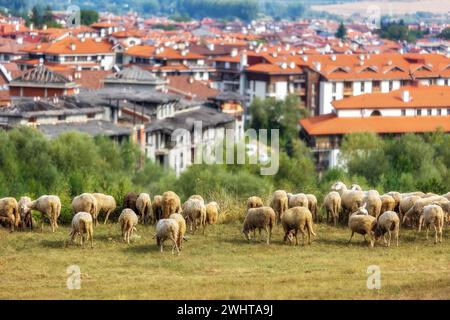 Bansko, Bulgarie et les moutons affluent Banque D'Images