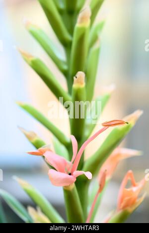 Gingerlys orange (Hedychium coccineum), Zingiberaceae. Herbe pérenne rhizomateuse. Plante ornementale. fleur rouge. Banque D'Images