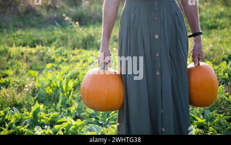 Femme tenant des citrouilles d'Halloween Banque D'Images