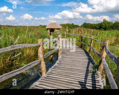 Passerelle en bois et plates-formes d'observation en chaume sur les niveaux du Somerset à la réserve naturelle Westhay Moor dans le Somerset Royaume-Uni Banque D'Images