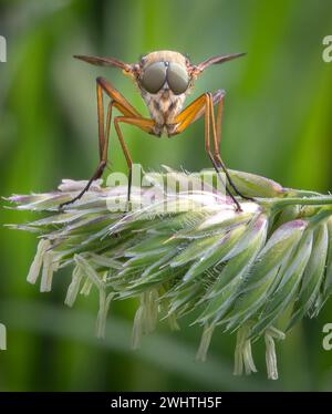 Vue frontale d'une espèce Dolichopus de mouche à longues pattes sur une glume d'herbe dans une prairie du Somerset UK Banque D'Images