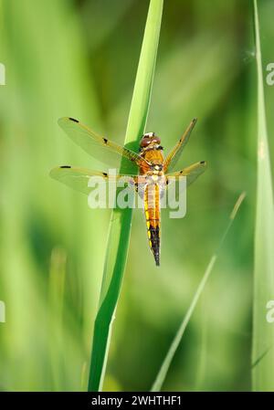 Libellula quadrimaculata, libellula Chaser à quatre taches, sur le Somerset Levels UK Banque D'Images