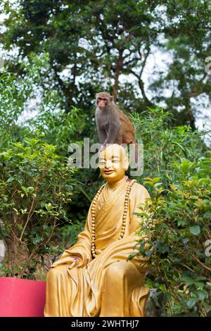 Le petit singe est assis sur la tête de la statue de Bouddha Banque D'Images