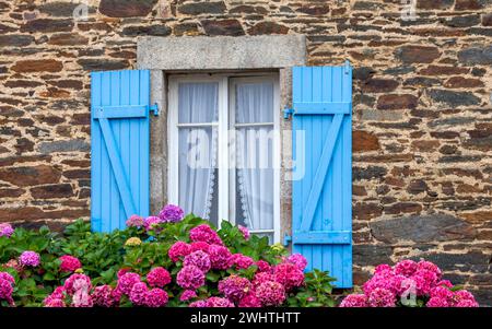 Fenêtre avec volets bleus dans une maison typique en granit, buissons d'hortensia, Roscoff, Bretagne, France Banque D'Images