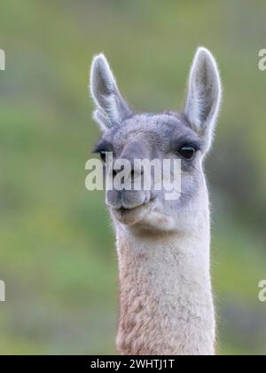 Guanaco (Llama guanicoe), Huanaco, adulte, portrait d'animaux, Parc National Torres del Paine, Patagonie, bout du monde, Chili Banque D'Images