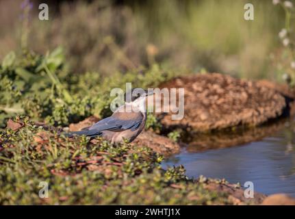 Pie bleue (Cyanopica cooki), Estrémadure, Castilla la Mancha, Espagne Banque D'Images