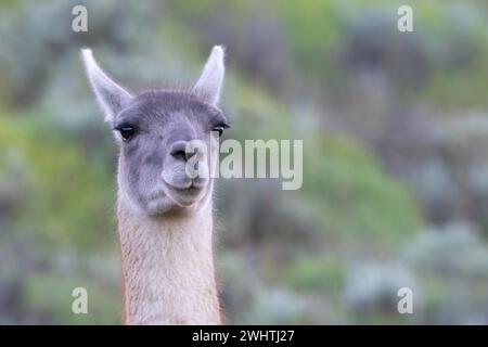 Guanaco (Llama guanicoe), Huanaco, adulte, portrait d'animaux, Parc National Torres del Paine, Patagonie, bout du monde, Chili Banque D'Images