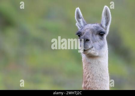 Guanaco (Llama guanicoe), Huanaco, adulte, portrait d'animaux, Parc National Torres del Paine, Patagonie, bout du monde, Chili Banque D'Images