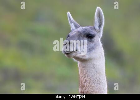 Guanaco (Llama guanicoe), Huanaco, adulte, portrait d'animaux, Parc National Torres del Paine, Patagonie, bout du monde, Chili Banque D'Images