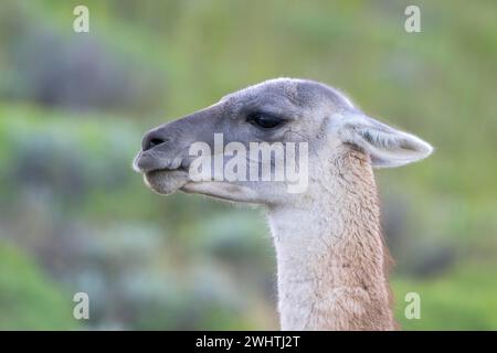 Guanaco (Llama guanicoe), Huanaco, adulte, portrait d'animaux, Parc National Torres del Paine, Patagonie, bout du monde, Chili Banque D'Images