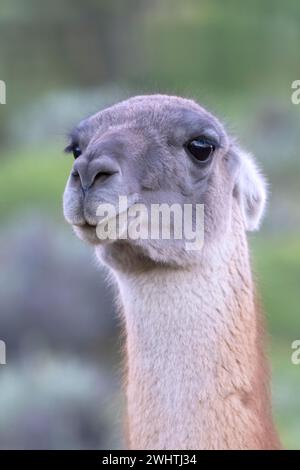 Guanaco (Llama guanicoe), Huanaco, adulte, portrait d'animaux, Parc National Torres del Paine, Patagonie, bout du monde, Chili Banque D'Images