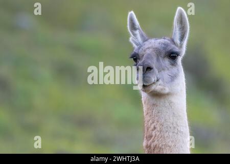 Guanaco (Llama guanicoe), Huanaco, adulte, portrait d'animaux, Parc National Torres del Paine, Patagonie, bout du monde, Chili Banque D'Images