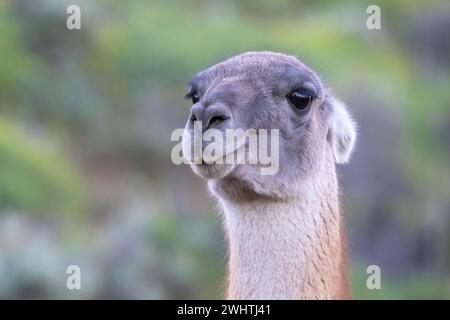 Guanaco (Llama guanicoe), Huanaco, adulte, portrait d'animaux, Parc National Torres del Paine, Patagonie, bout du monde, Chili Banque D'Images